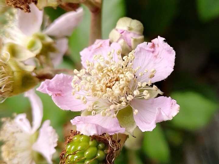 Bramble - a plant ally bringing protection, tenderness and deep healing