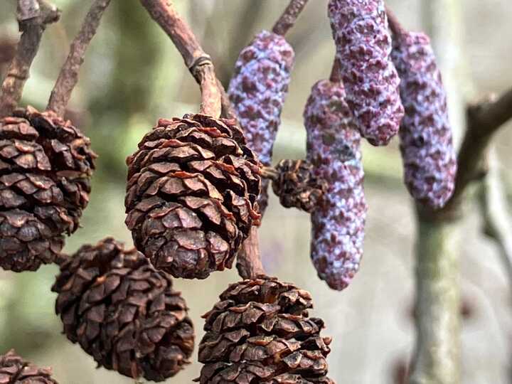 Alder male purple catkins and female cones