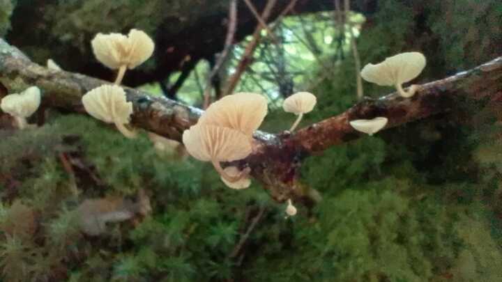 Amazing umbrella of fungi growing out of a dead branch