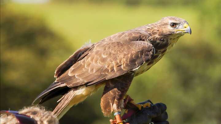 Artemis - my beautiful female Buzzard