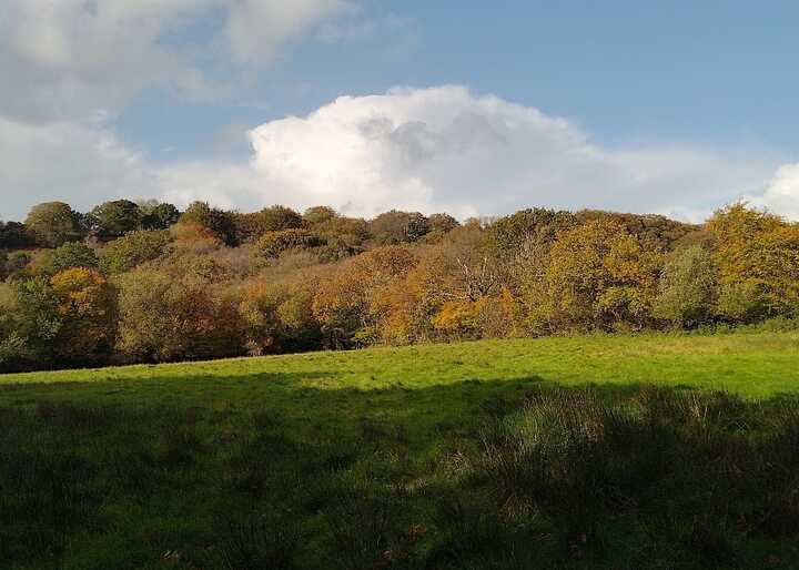 Autumnal colours on the land where I've been co-working with clients this year (2023).