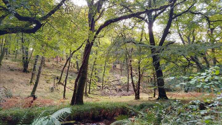 Autumnal light over the Danes Brook at Hawkridge on Exmoor