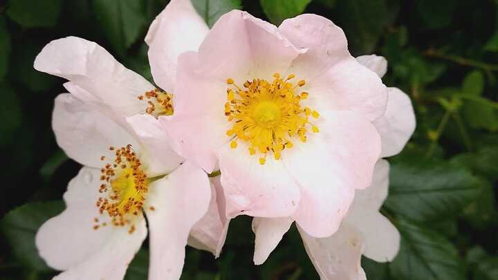 Beautiful Dog rose, or Briar rose - delicate, yet powerful teachings for the deep wounds we hold in our hearts