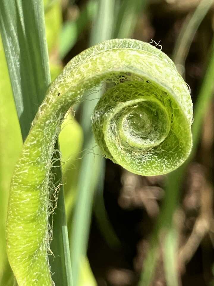 Beautiful Hart's Tongue fern unfurling