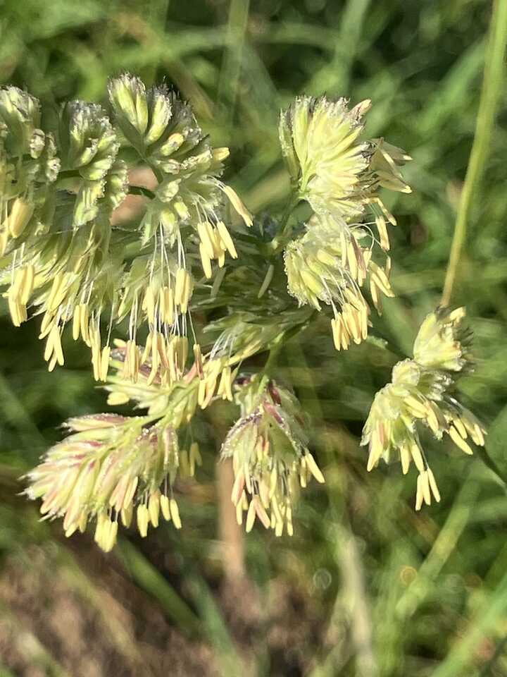 Creamy yellow grass pollen