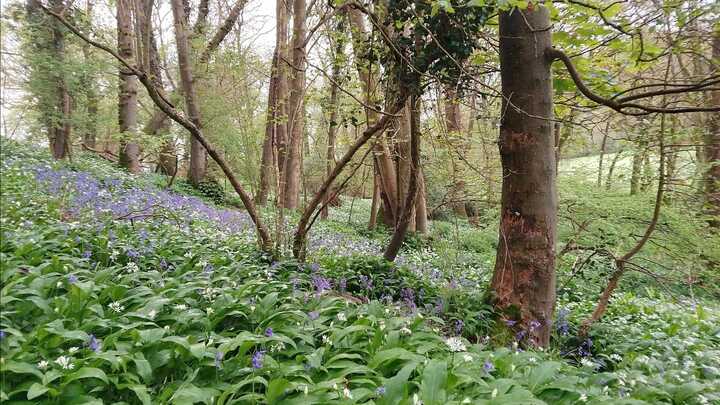 Dawn awakening in the beautiful Bluebell and Wild Garlic woods.