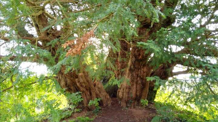 Yew tree