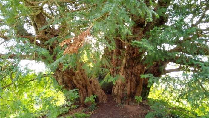 Yew tree Yew tree