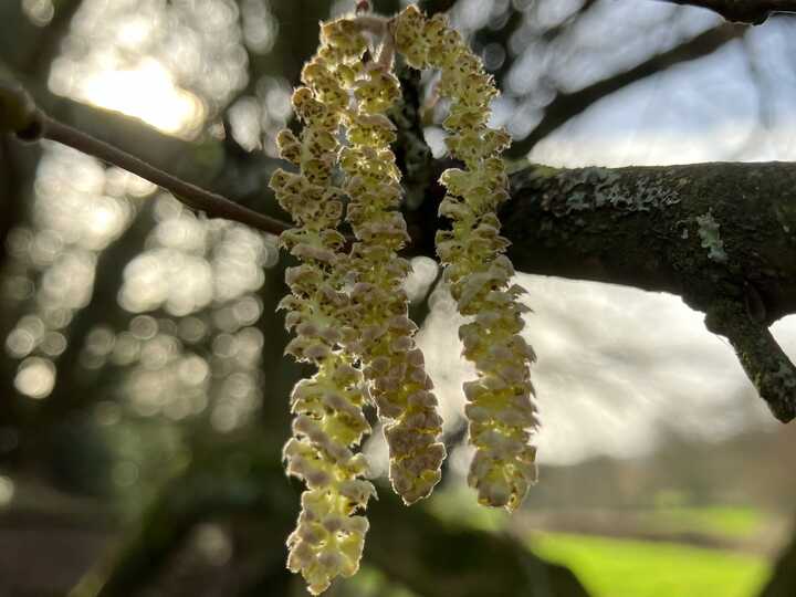 Hazel catkins