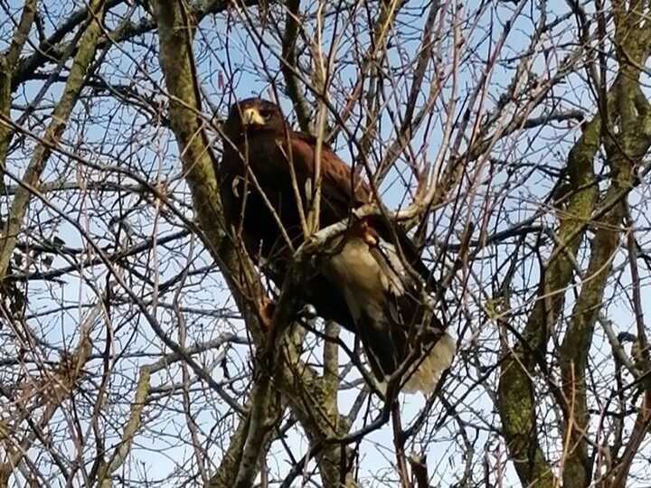 Kai - male Harris Hawk, a great companion