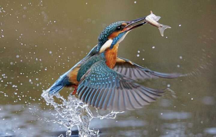 Kingfisher - most splendid and colourful of our river birds