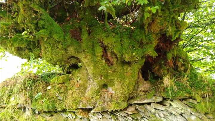 Old bank heavily coated in moss and Beech tree roots