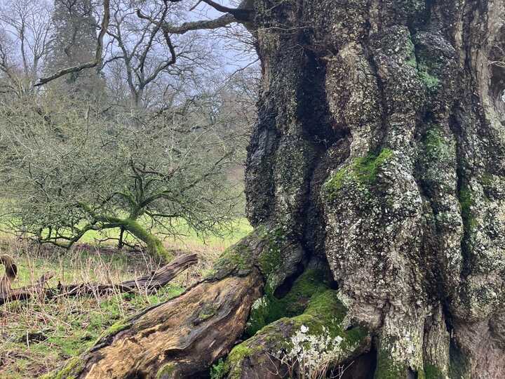 Majestic trees at Knightshayes National Trust 