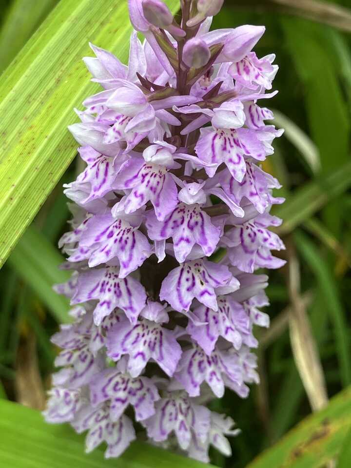 Many faces of the Orchid