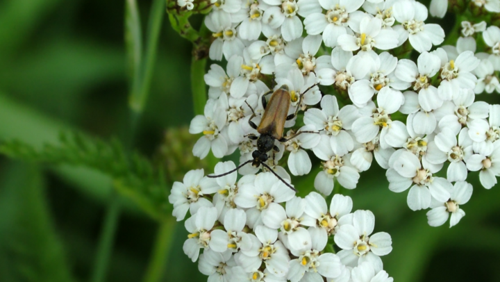 Protective Yarrow