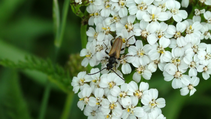 Protective Yarrow Protective Yarrow
