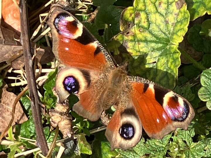 Peacock Butterfly enjoying the Sun