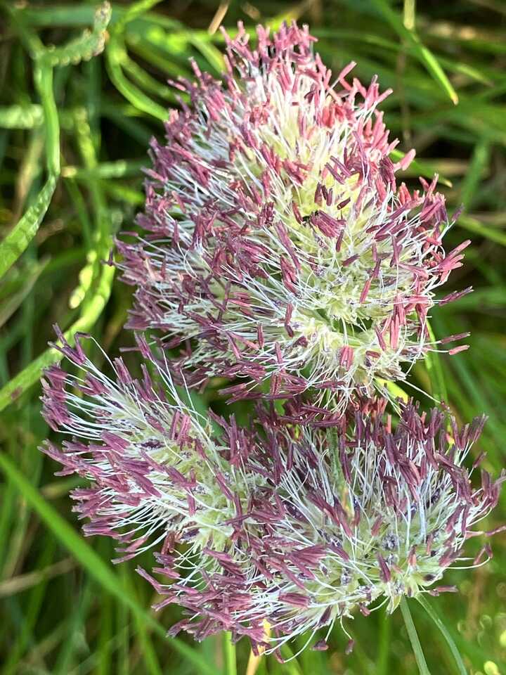 Red grass pollen