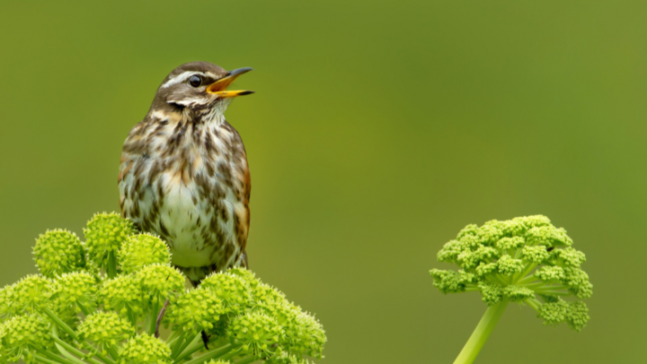 Redwings back in full song.......