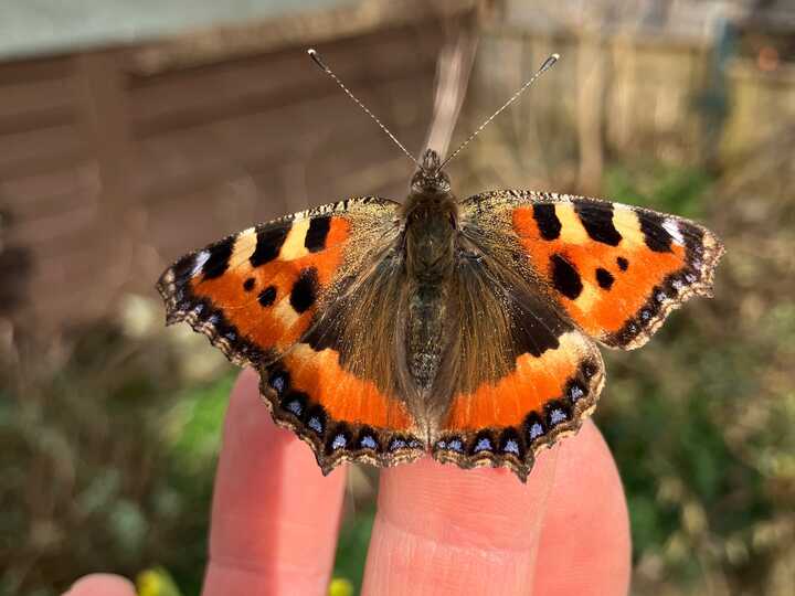 Small Tortoiseshell Butterfly newly emerged