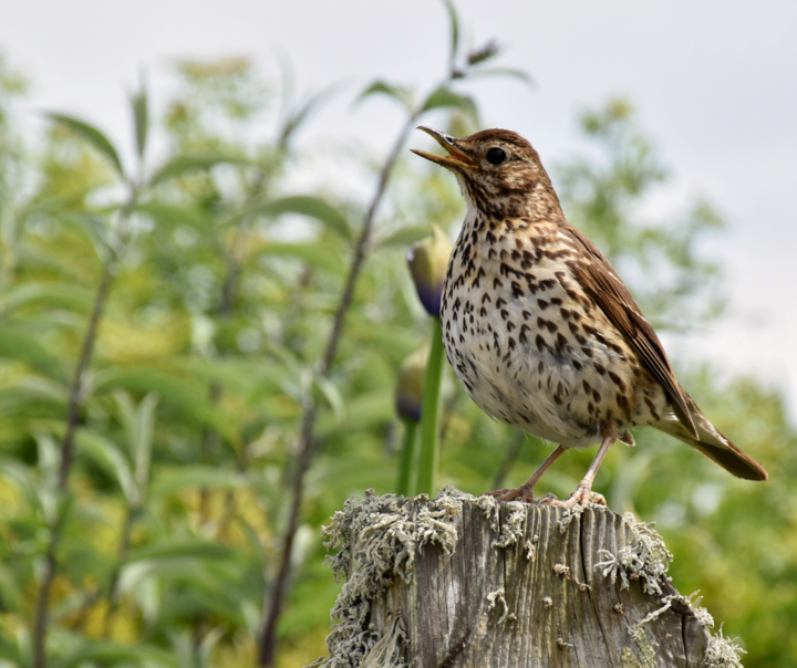 Song Thrush