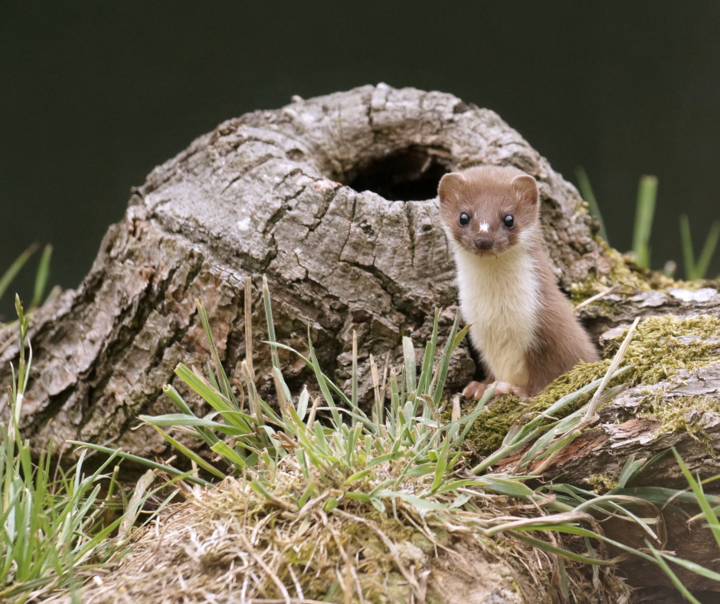 Stoat or Weasel spotted!!!