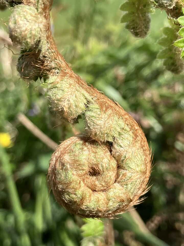 The magic of the fiddleheads unfurling