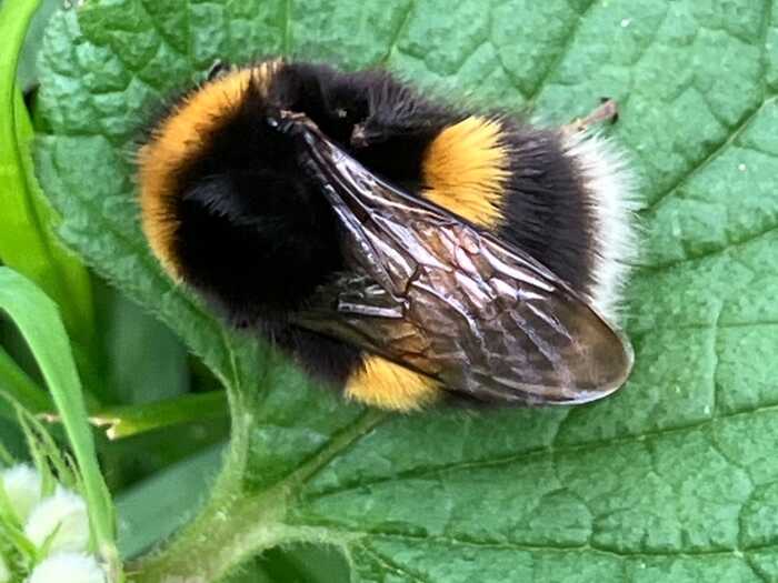 The Wisdom of Bees The Wisdom of Bees