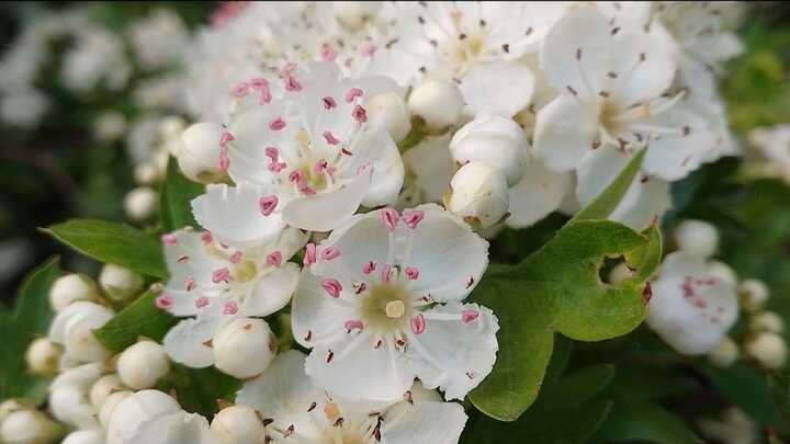 Wonderful Hawthorn - an extremely nurturing and heart-based tree that has so much medicine/teachings to share 