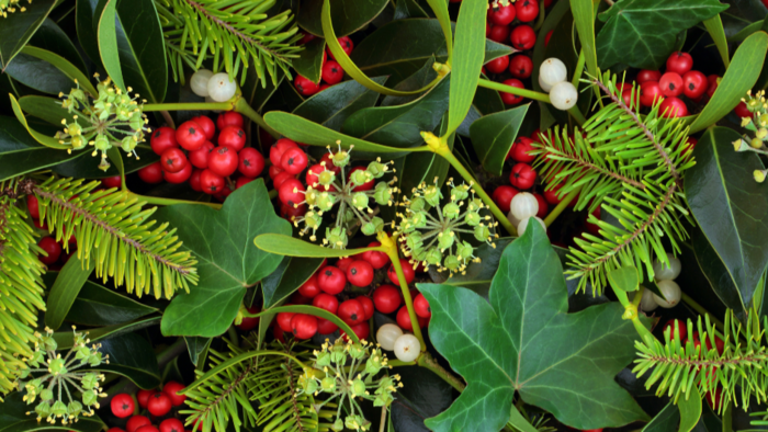 Holly, Ivy & Mistletoe Holly, Ivy & Mistletoe