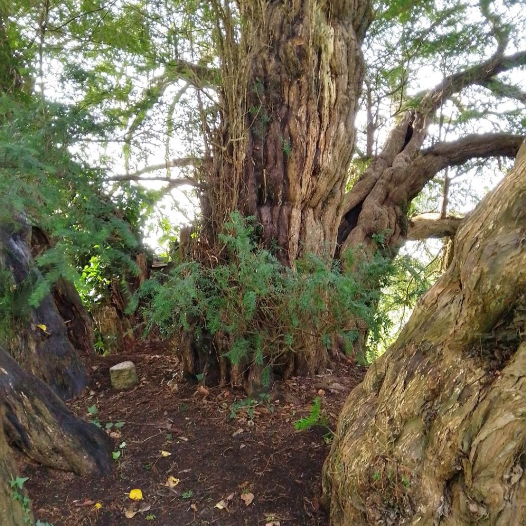 Ashbrittle Yew Tree