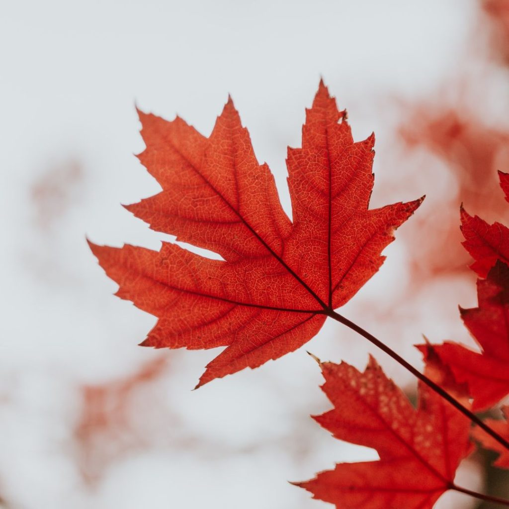 maple meditation